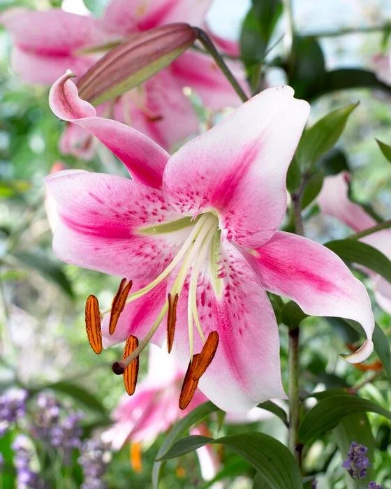 Lilium 'Anastasia' - Omnia Botanica